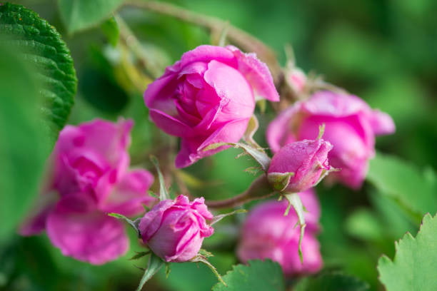 گل محمدی طبیعی در ترکیب محصولات بهداشتی خانگی و گیاهی